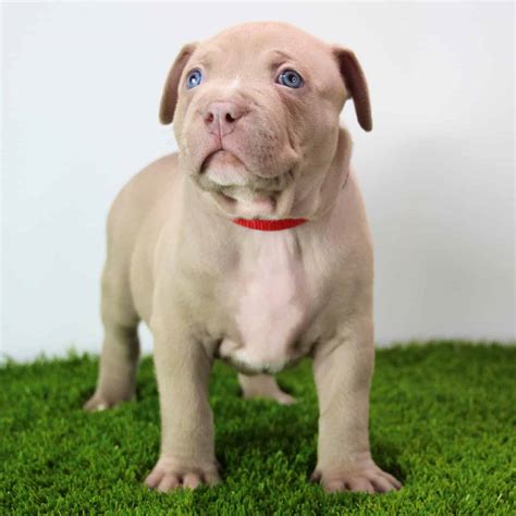 CRUMP’S can ship your puppy anywhere within Ohio, such as Powell, Dublin, Worthington, Dry Run, Highland Heights, and Oakwood, OH. . Pitbulls for sale ohio